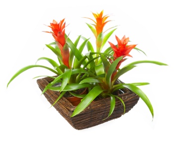 Guzmania lingulata